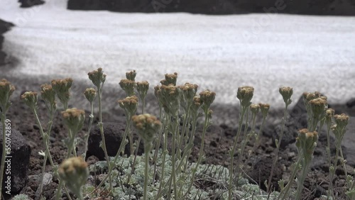Immortelle. Whitlowwort (Ermania parryoides or Draba parryoides) as pioneer plant on volcanic slag 12 years after volcanic eruption. Tough drought tolerant plants. Snowfield in background. Kamchatka photo