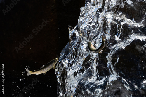 Truchas, peces saltando sobre aguas cristalinas de un rio, fondo negro. photo