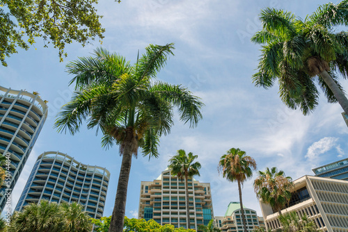 Views of palm trees at the front of modern multi-storey modern residential buildings at Miami, Florida © Jason