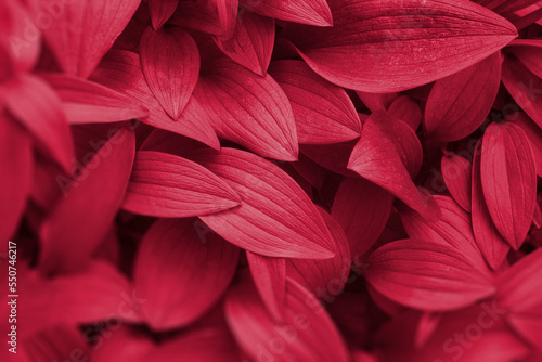 Background from leaves close-up in color of the year 2023 Viva Magenta. 