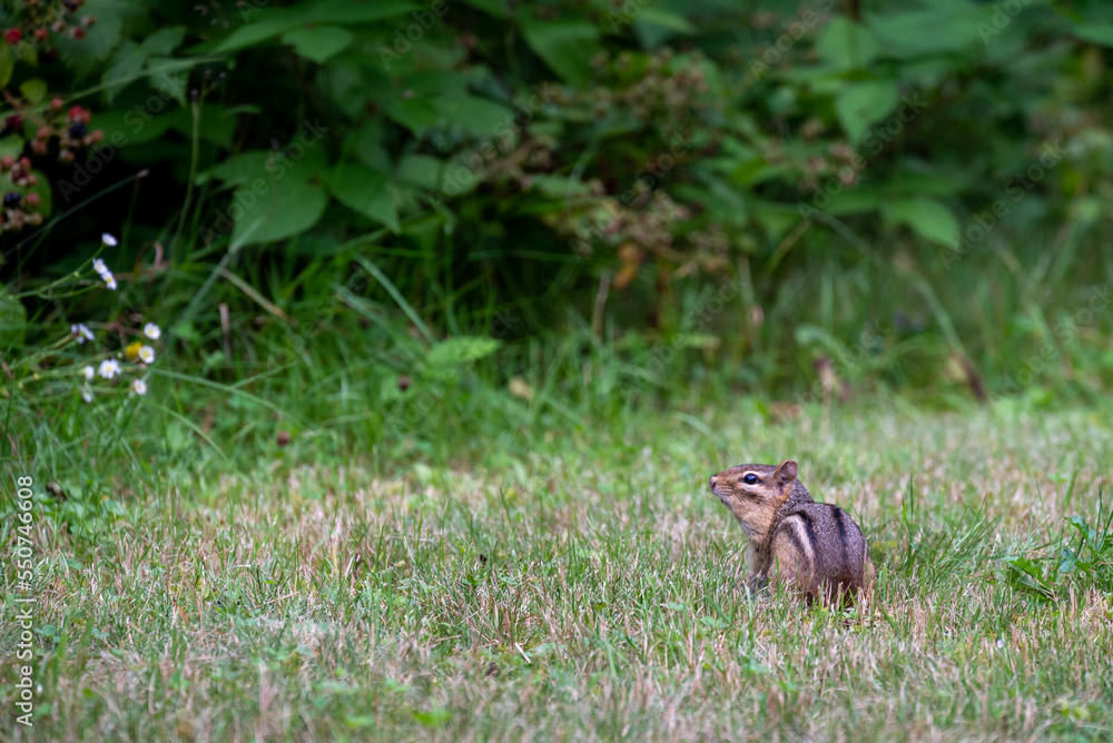 Chipmunk in the grass in Wisconsin