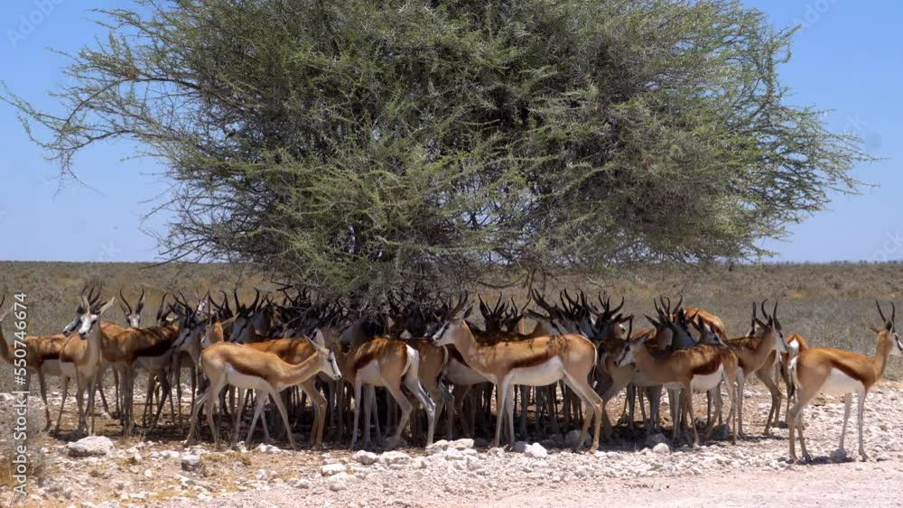 Springbok gazelles in Etosha National Park Springbok gazelles in Etosha National Park