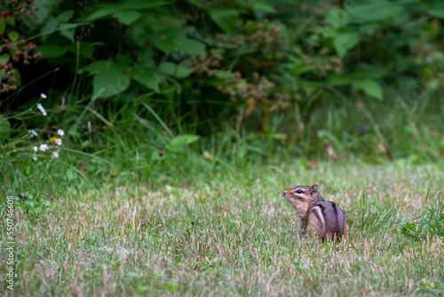 Chipmunk in the grass in Wisconsin © Ilia