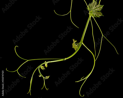 Vine branch with tendrils and young leaves, fresh young vine leaves, isolated on black background photo