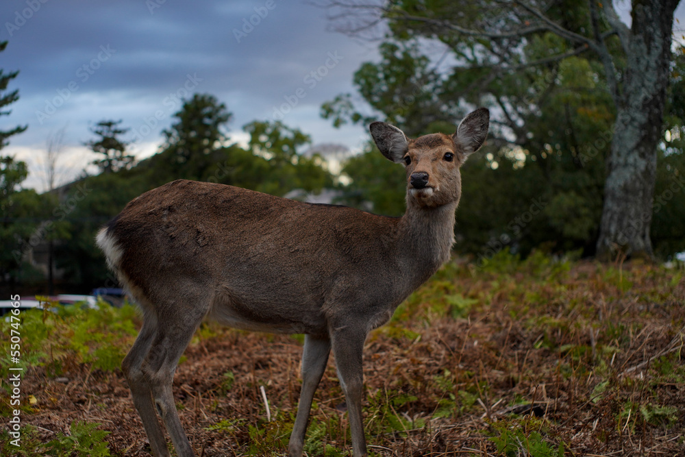 Deer in Nara.