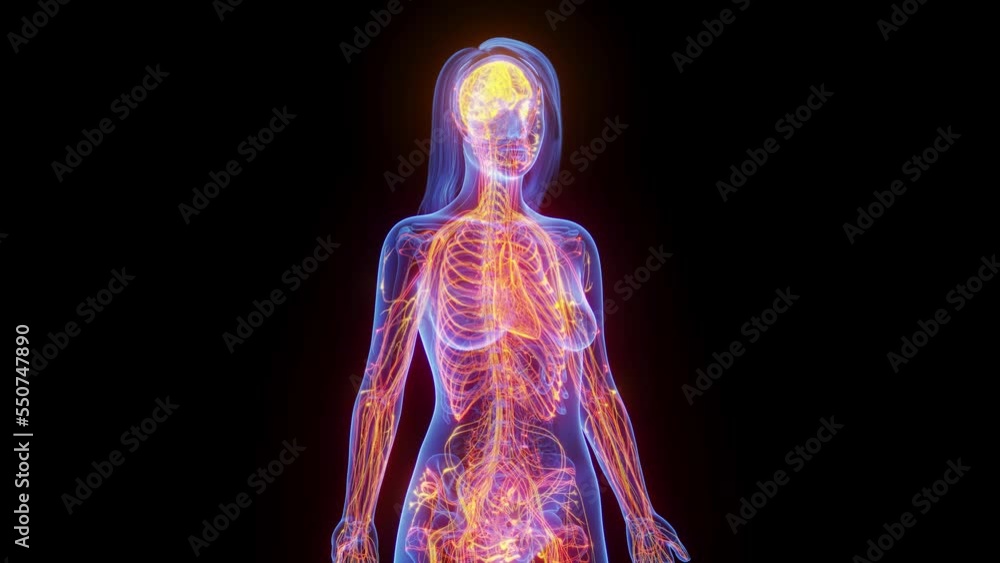 3d rendered medical animation of the nerves all over a woman's body ...