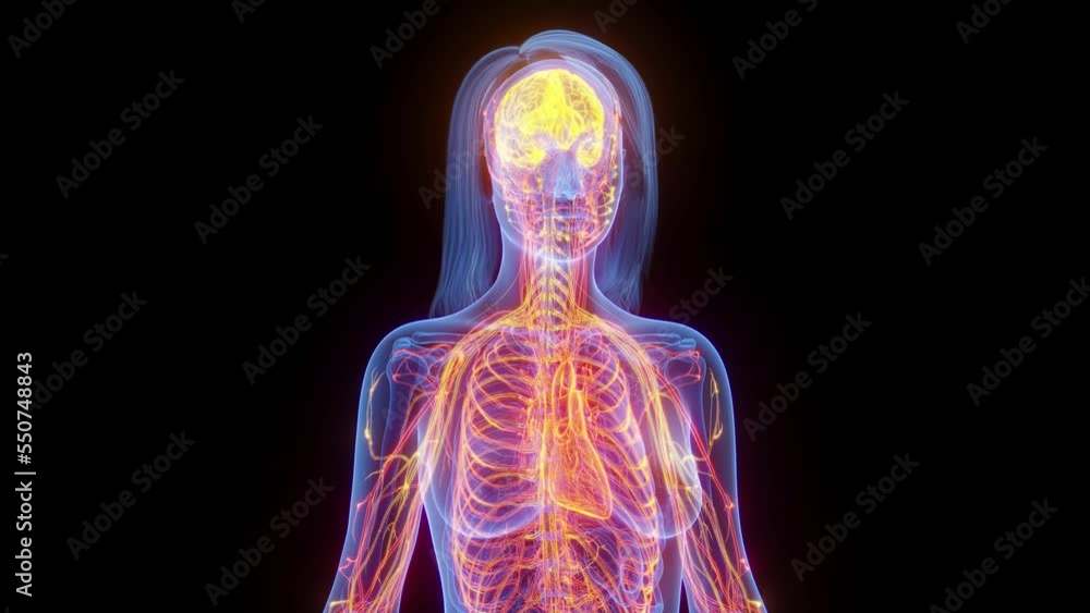 3d rendered medical animation of the nerves all over a woman's body 3d rendered medical animation of the nerves all over a woman's body