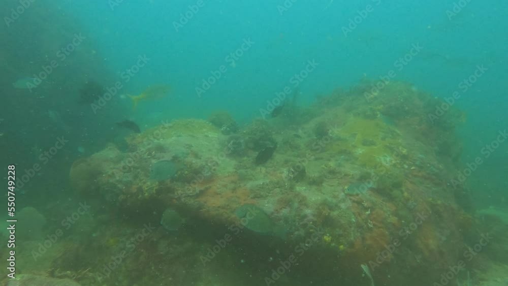 scuba diving in the caribbean scuba diving in the caribbean