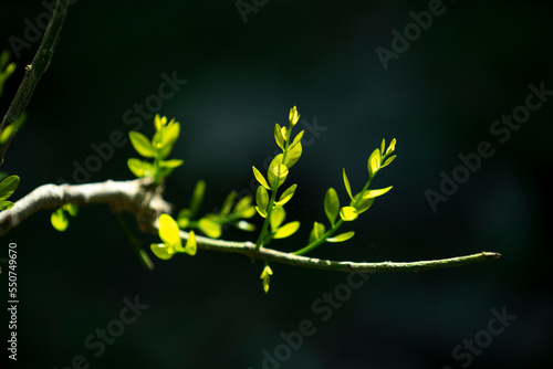 Melientha suavis ;  or phak wan in the forest of Thailand plants in humid tropical forests photo