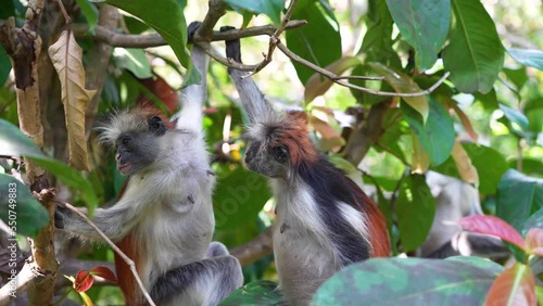 Two Red Colobus Monkeys hanging on branches at the Jozani Forest treetops of Zanzibar Island Tanzania, Locked medium shot photo