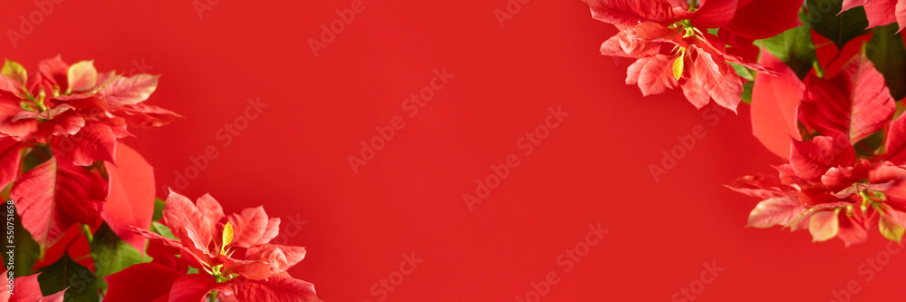 Obraz premium Banner made with poinsettia flowers on red background with copy space. Selective focus. Template for your design