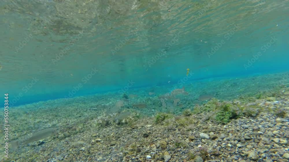 Fish under the stream or river. in Island park. Fish under the stream or river. in Island park.