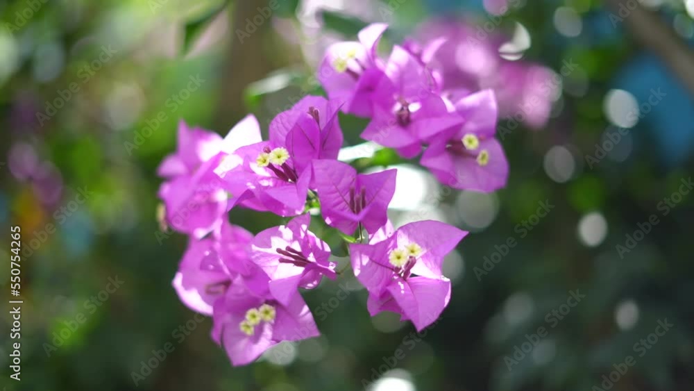 Pink purple bougainvillea with wind blows Pink purple bougainvillea with wind blows