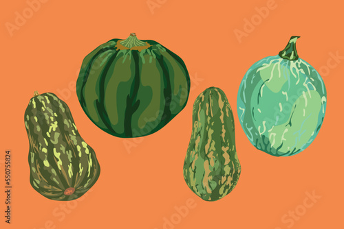 peruvian squash vector illustration 