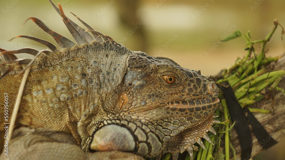 Fototapeta premium close up of a iguana