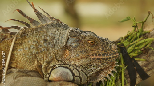 close up of a iguana