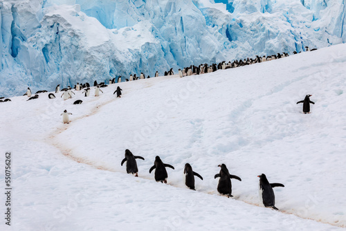 Gentoo Penguins climb a hill to their rookery in a remote area of Antarctica with glaciers in the distance