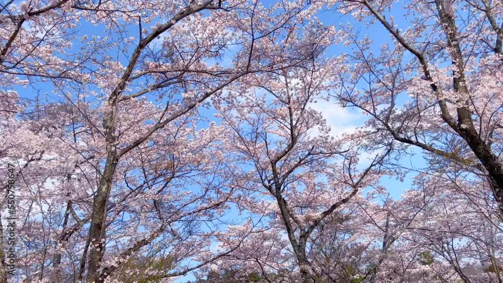 桜 さくら サクラ Sakura 花 桜 さくら サクラ Sakura 花