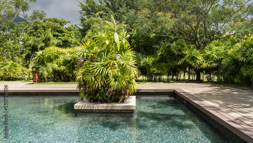 Landscape design in the park. In a decorative pool with turquoise water, a stunted palm tree grows on a flower bed. Paved path around the perimeter. Lush tropical vegetation all around. Seychelles.