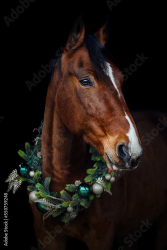 Head portrait of a brown horse wearing a festive christmas wreath on it´s neck on black background © Annabell Gsödl