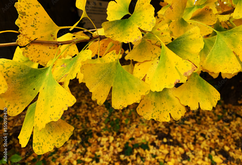 Obraz premium イチョウの葉