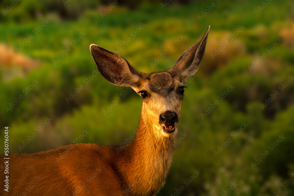 Fototapeta premium Smiling Doe