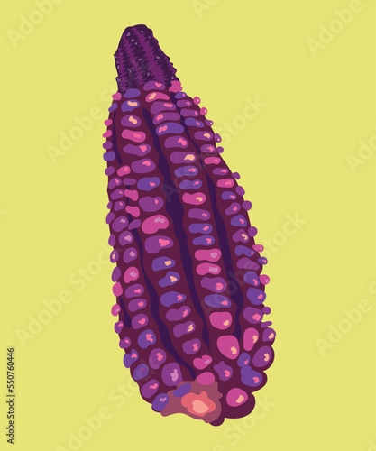 purple corn vector illustration