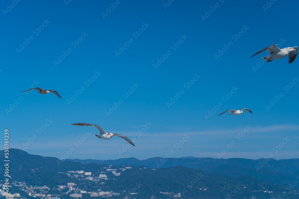 Fototapeta premium 青空を自由に飛ぶ白いカモメ