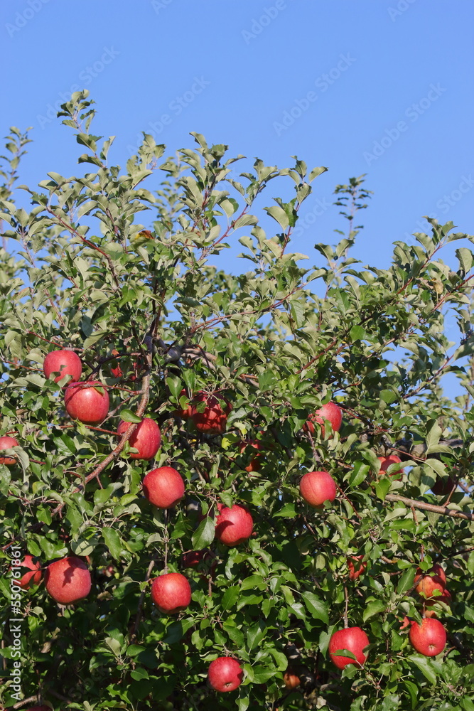 秋の日差しを浴びるサンふじりんご