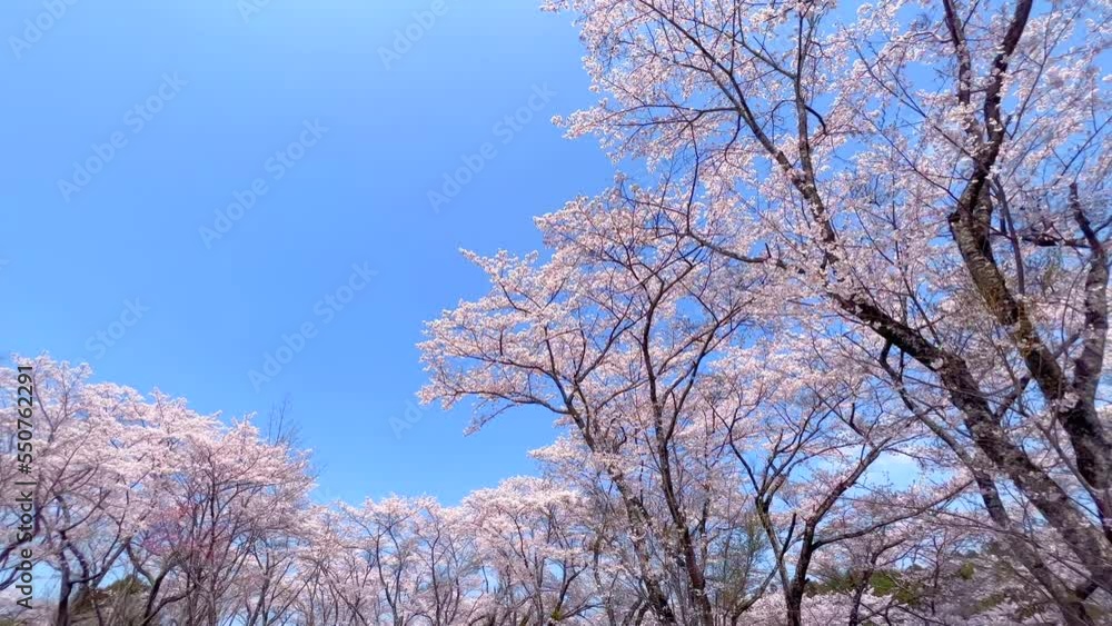桜　さくら　サクラ　Sakura