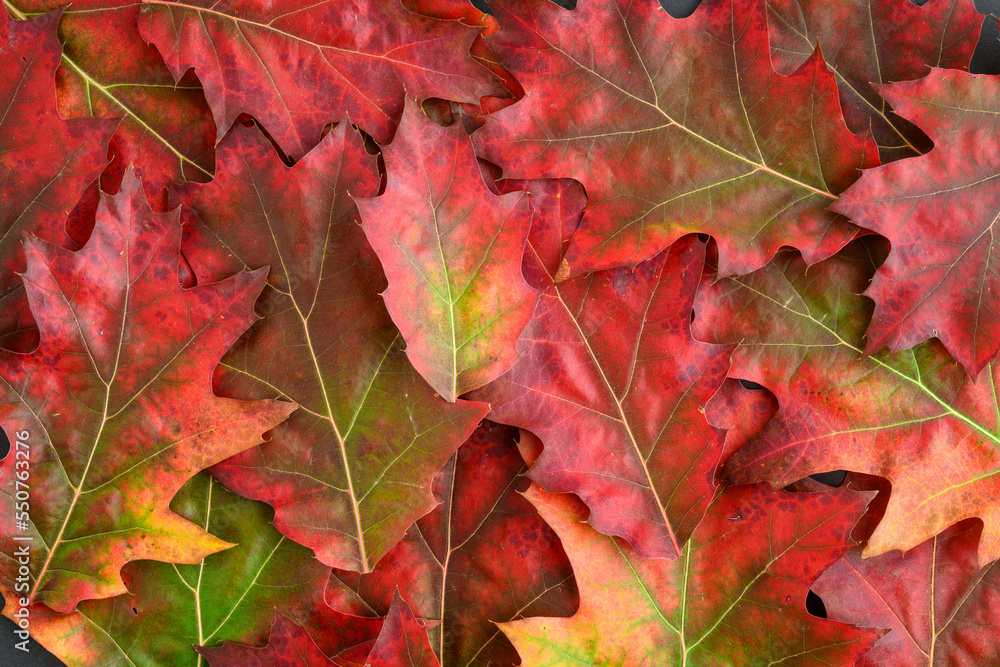 Celebrate fall, collection of Red Oak leaves as a nature background
