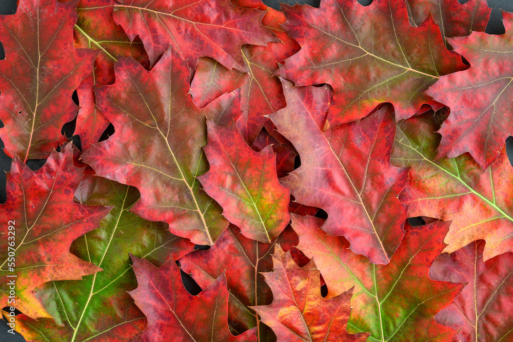 Celebrate fall, collection of Red Oak leaves as a nature background
Celebrate fall, collection of Red Oak leaves as a nature background
