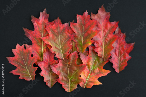 Celebrate fall, Red Oak Leaves on a black background, as a nature background 
