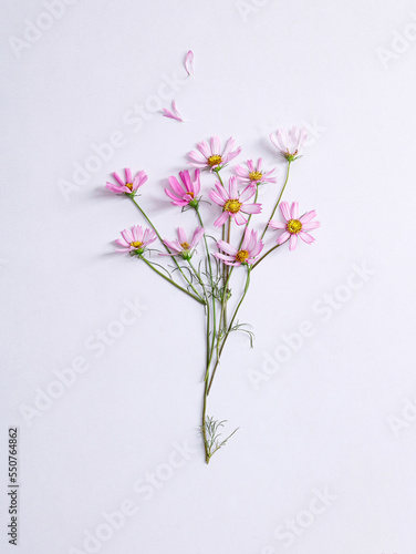 galsang flower on the white background photo