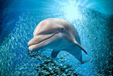 dolphin underwater on blue ocean background