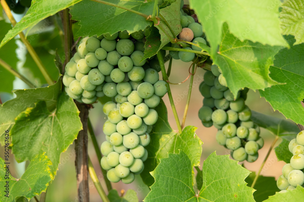 Ripe green grape in vineyard. Grapes green taste sweet growing natural. Green grape on the vine in garden