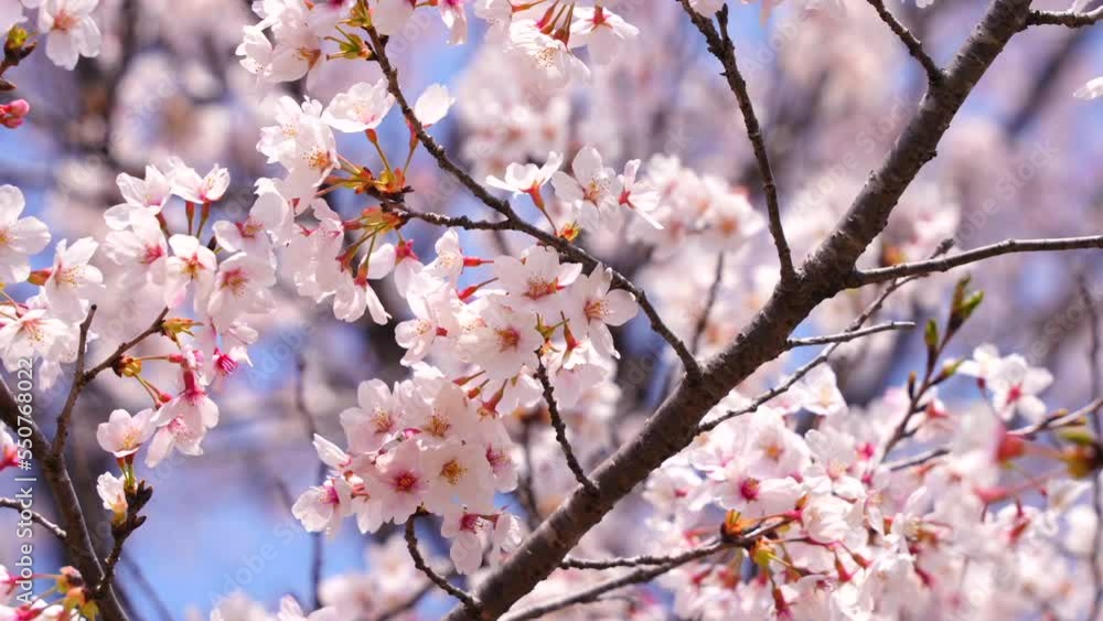 桜　さくら　サクラ　Sakura
