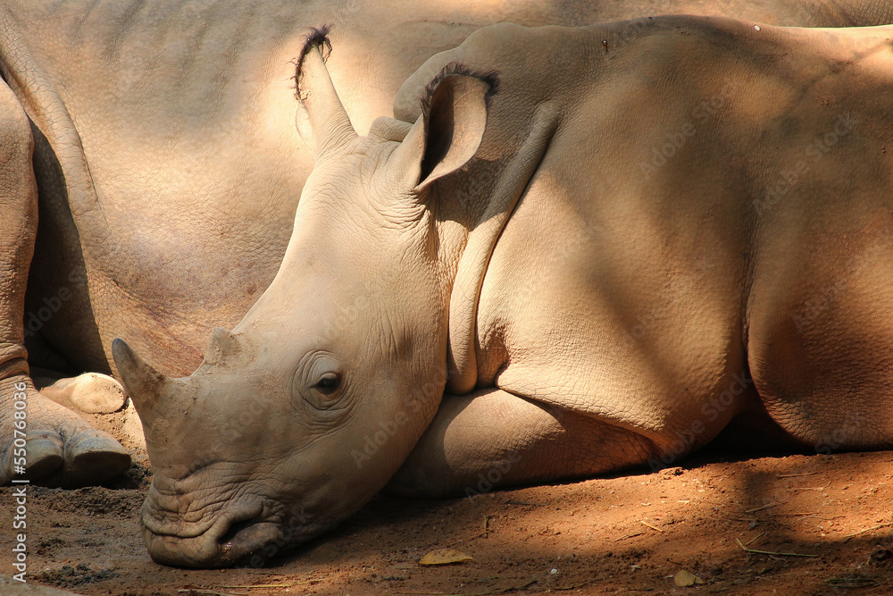 beautiful light grey rhinoceros on the ground beautiful light grey rhinoceros on the ground