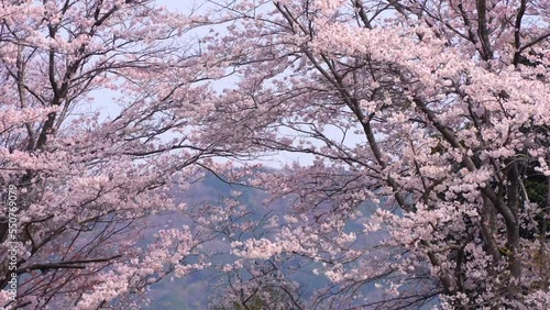 Wallpaper Mural 桜　さくら　サクラ　Sakura Torontodigital.ca