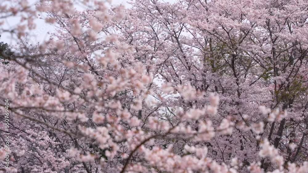 桜 さくら サクラ Sakura 桜 さくら サクラ Sakura