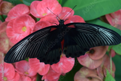 Canvas Print the black butterfly is perched on the flower and sucks the flower essence