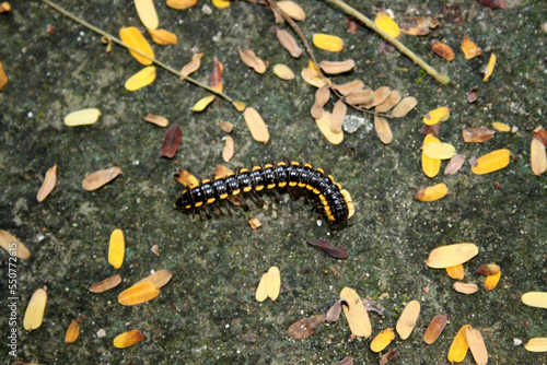 Yellow-spotted millipede (Harpaphe haydeniana) among leaf letter : (pix SShukla)
