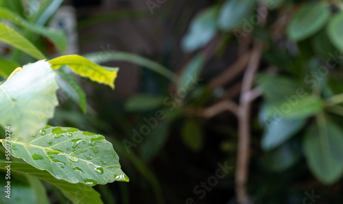 濡れた緑の葉  © imak