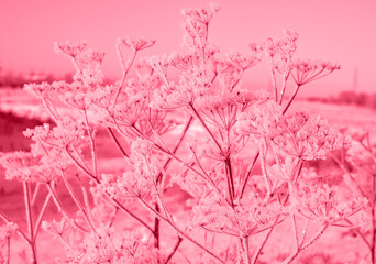 Foto auf Acrylglas Pantone 2023 Viva Magenta Some frozen beautiful aise-weed plants covered with icicles. Beautiful gentle winter landscape. winter season, cold frosty weather. Tinted image, color of the year 2023 viva magenta  © Ирина Старикова