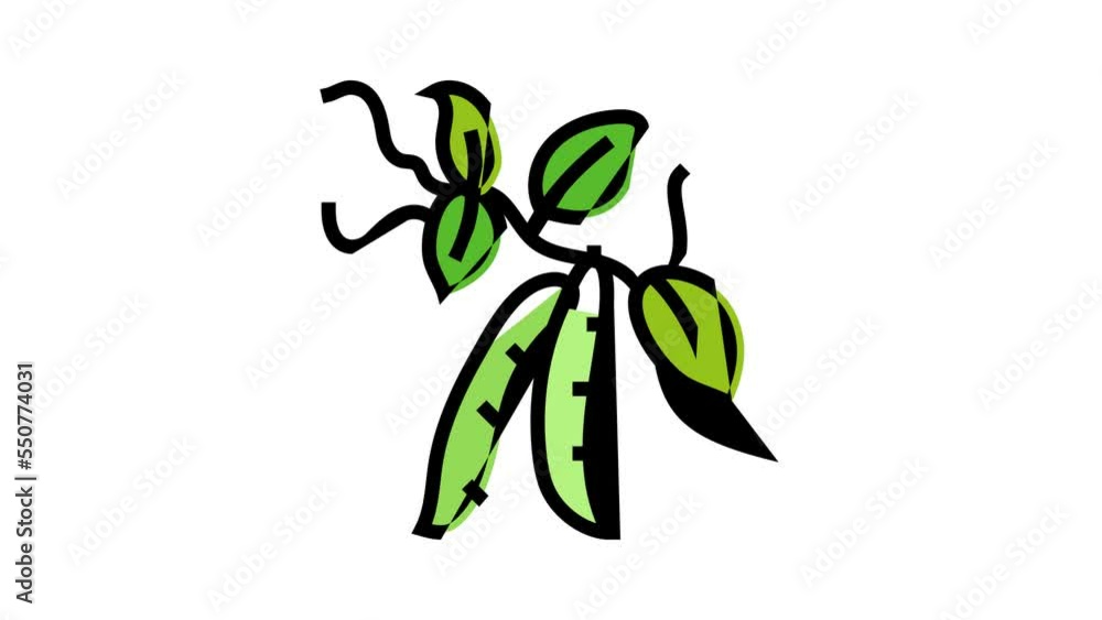 peas plant leaf color icon animation peas plant leaf color icon animation
