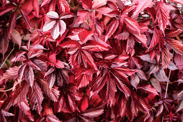 Foto auf Acrylglas Pantone 2023 Viva Magenta Fall banner. Beautiful autumn magenta red foliage in sunset sun. variegated viva leaves natural background landscape. copy space, selective focus. Full frame  © taniasv