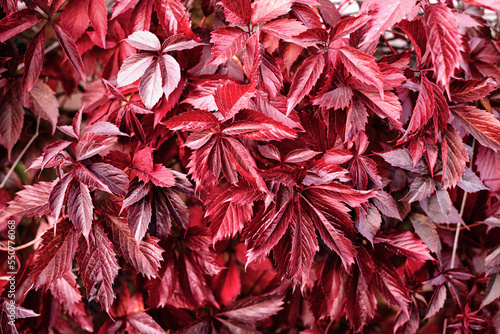 Fall banner. Beautiful autumn magenta red foliage in sunset sun. variegated viva leaves natural background landscape. copy space, selective focus. Full frame