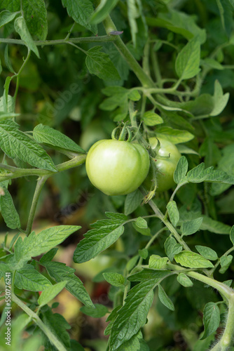 Wallpaper Mural green tomatoes on a branch growing in the garden Torontodigital.ca