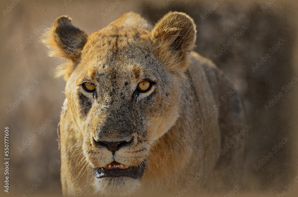 Obraz premium portrait of a lioness