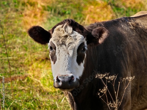 Portrait of a beautiful young cow with a white head. Selective focus.